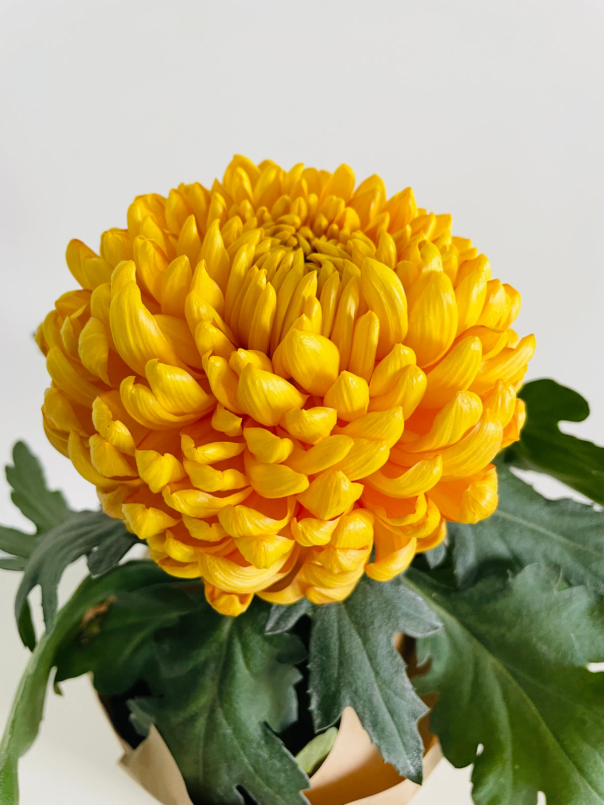 Pot Mum Chrysanthemum