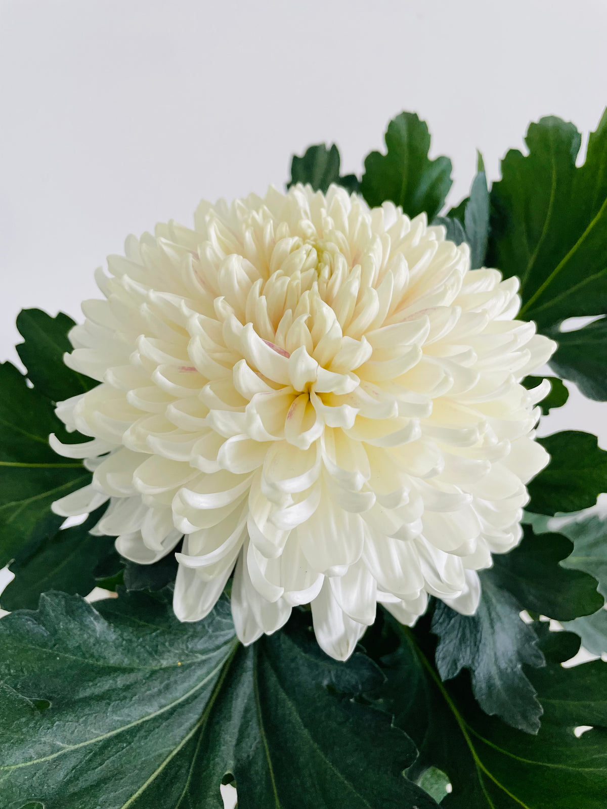 Pot Mum Chrysanthemum