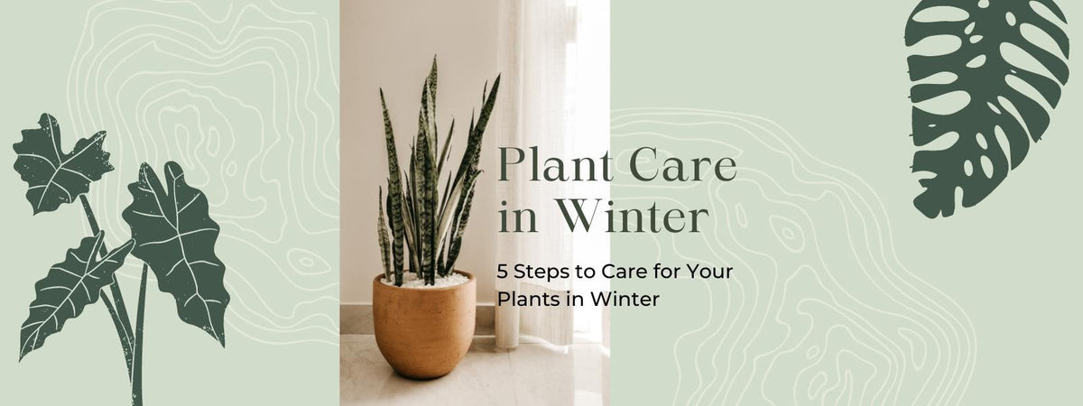 5 Easy Steps to Care for Your Plants in Winter - Amazing Graze Flowers