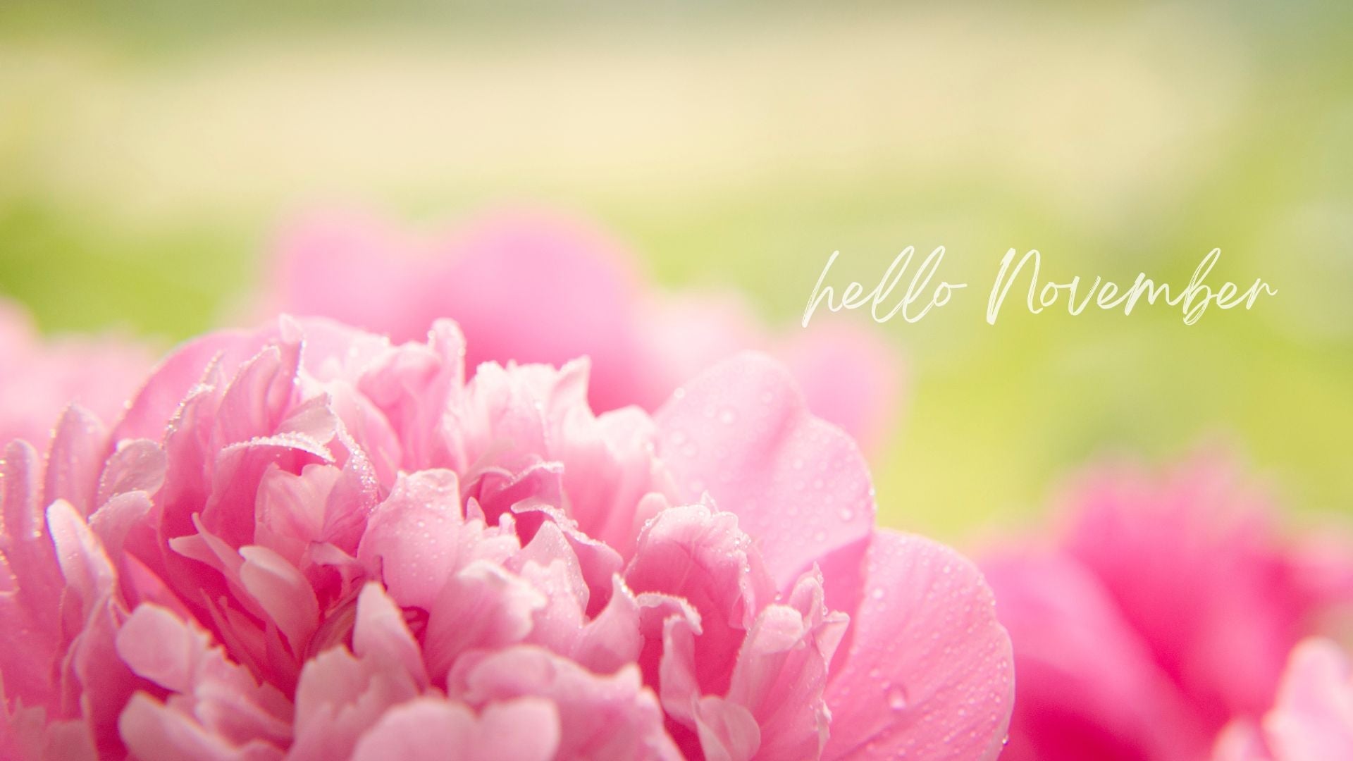 5 Seasonal Flowers Available in November in Australia - Amazing Graze Flowers