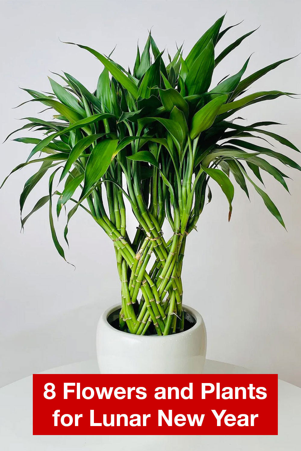 8 Flowers and Plants for Lunar New Year: Bringing Luck and Prosperity