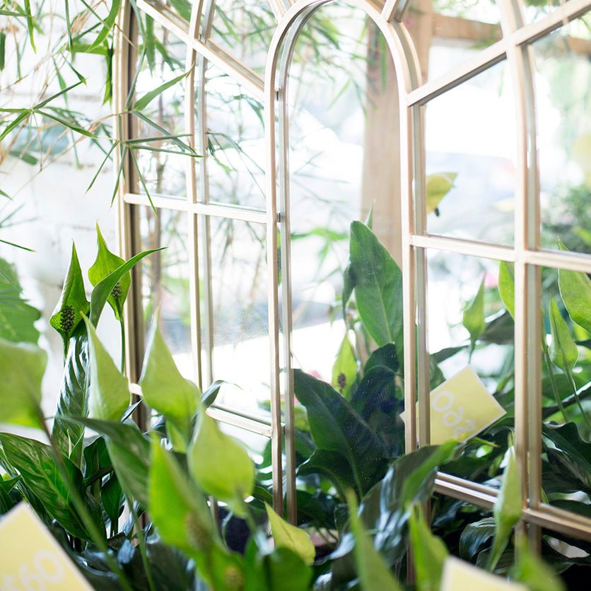 A definitive list of the 10 best indoor plants - Amazing Graze Flowers