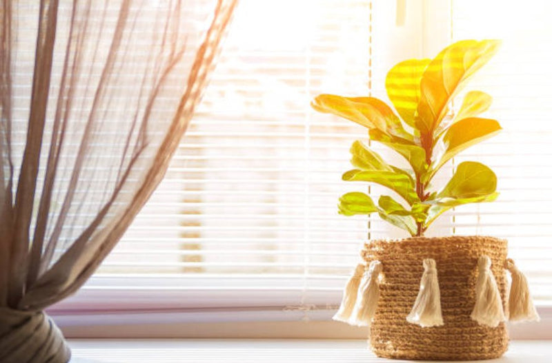 Caring for Fiddle Leaf Fig Plants - Amazing Graze Flowers