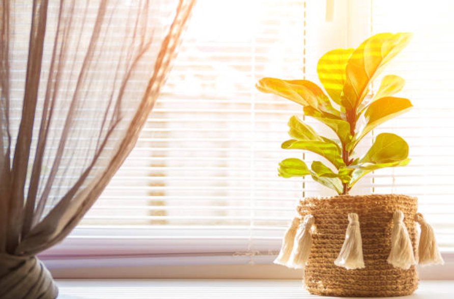 Caring for Fiddle Leaf Fig Plants - Amazing Graze Flowers