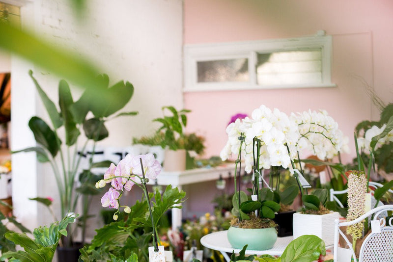 Embrace the Winter Wonderland: The Magical Allure of Winter Houseplants! - Amazing Graze Flowers