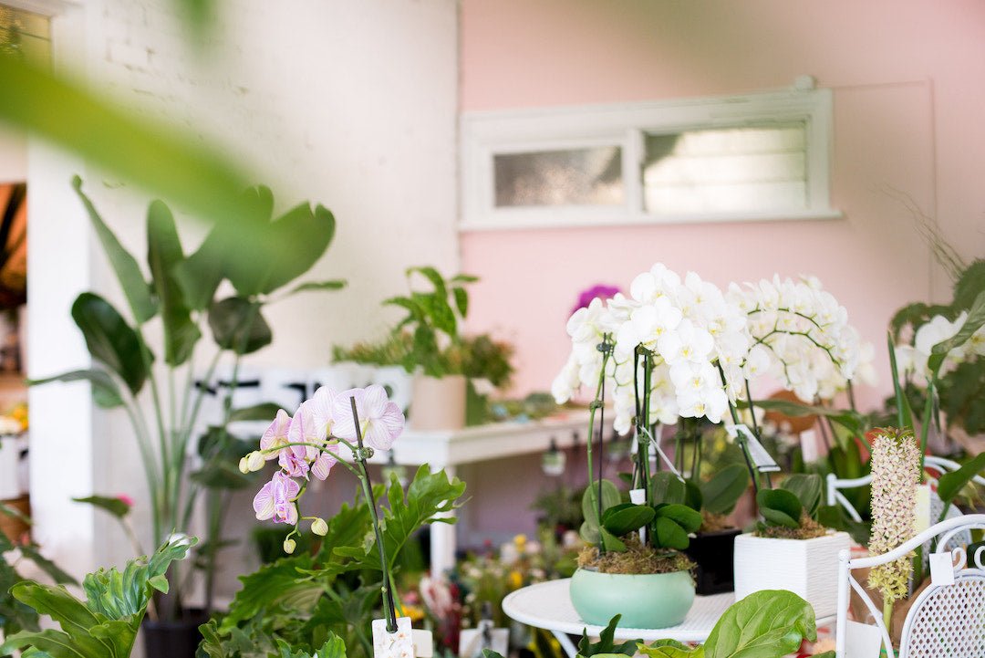 Embrace the Winter Wonderland: The Magical Allure of Winter Houseplants! - Amazing Graze Flowers