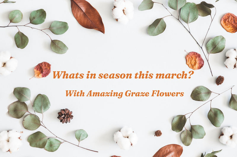 Exploring Seasonal Blooms in March - Amazing Graze Flowers