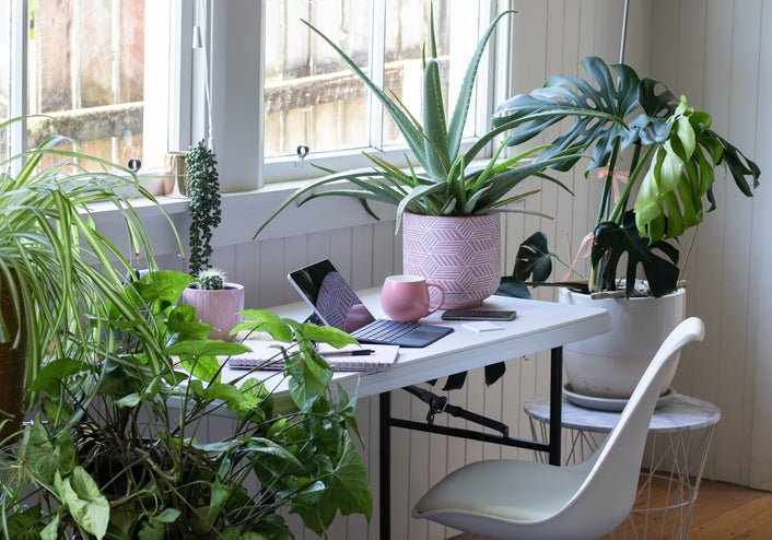 Indoor Plants that Perfectly Fit in Melbourne’s Climate - Amazing Graze Flowers