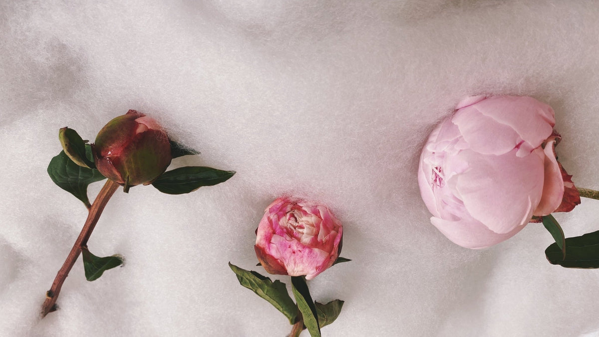 Peonies - 5 steps to wake up the bloom - Amazing Graze Flowers