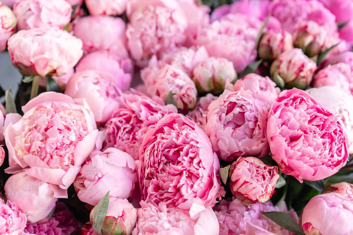 Spring Spotlight: All About Peonies - Amazing Graze Flowers
