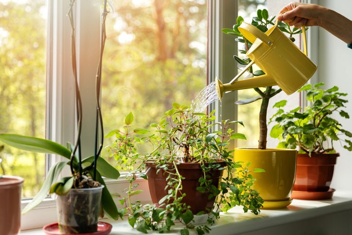Taking good care of your plants in Autumn - Amazing Graze Flowers
