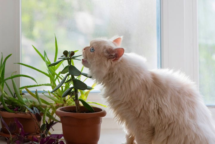 The best cat-friendly plants and flowers - Amazing Graze Flowers