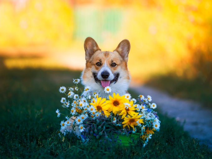 The best dog-friendly plants and flowers - Amazing Graze Flowers