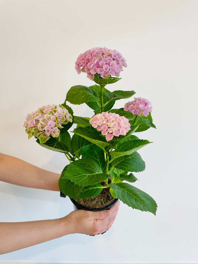 Hydrangea Plant