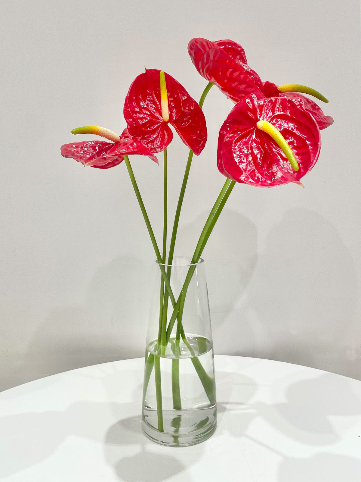 Red Anthurium Bunch