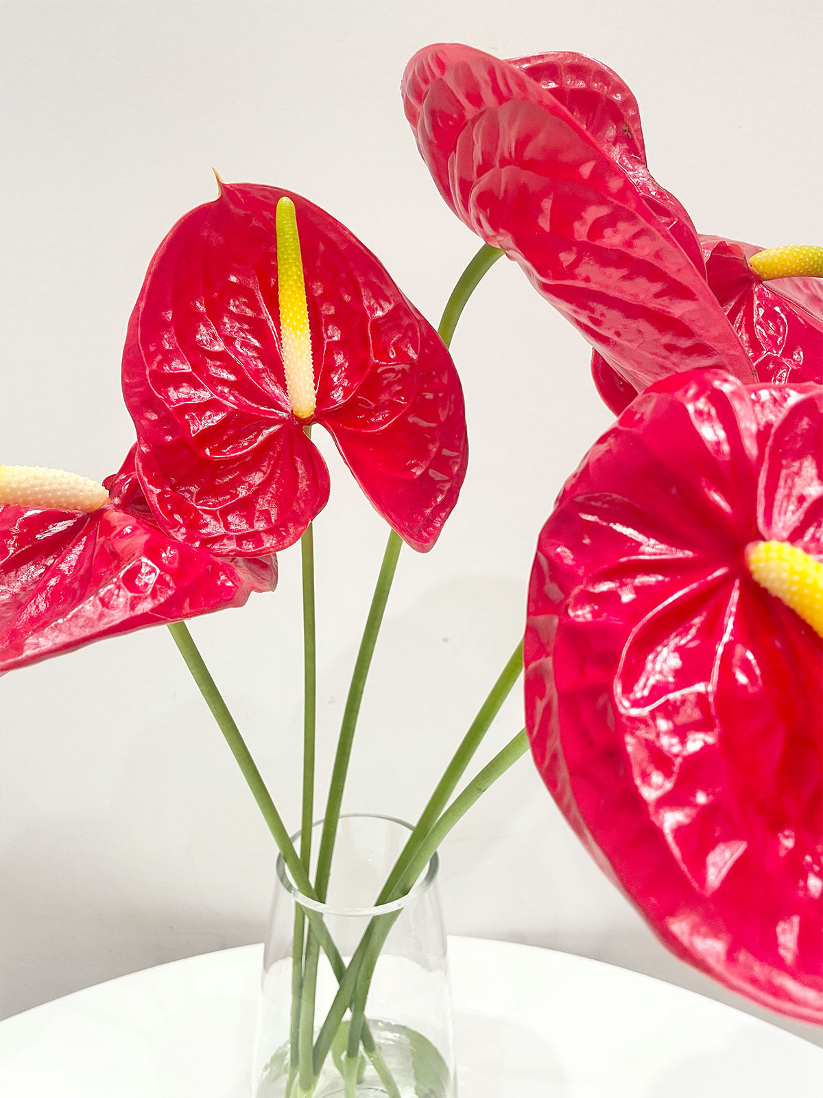 Red Anthurium Bunch close