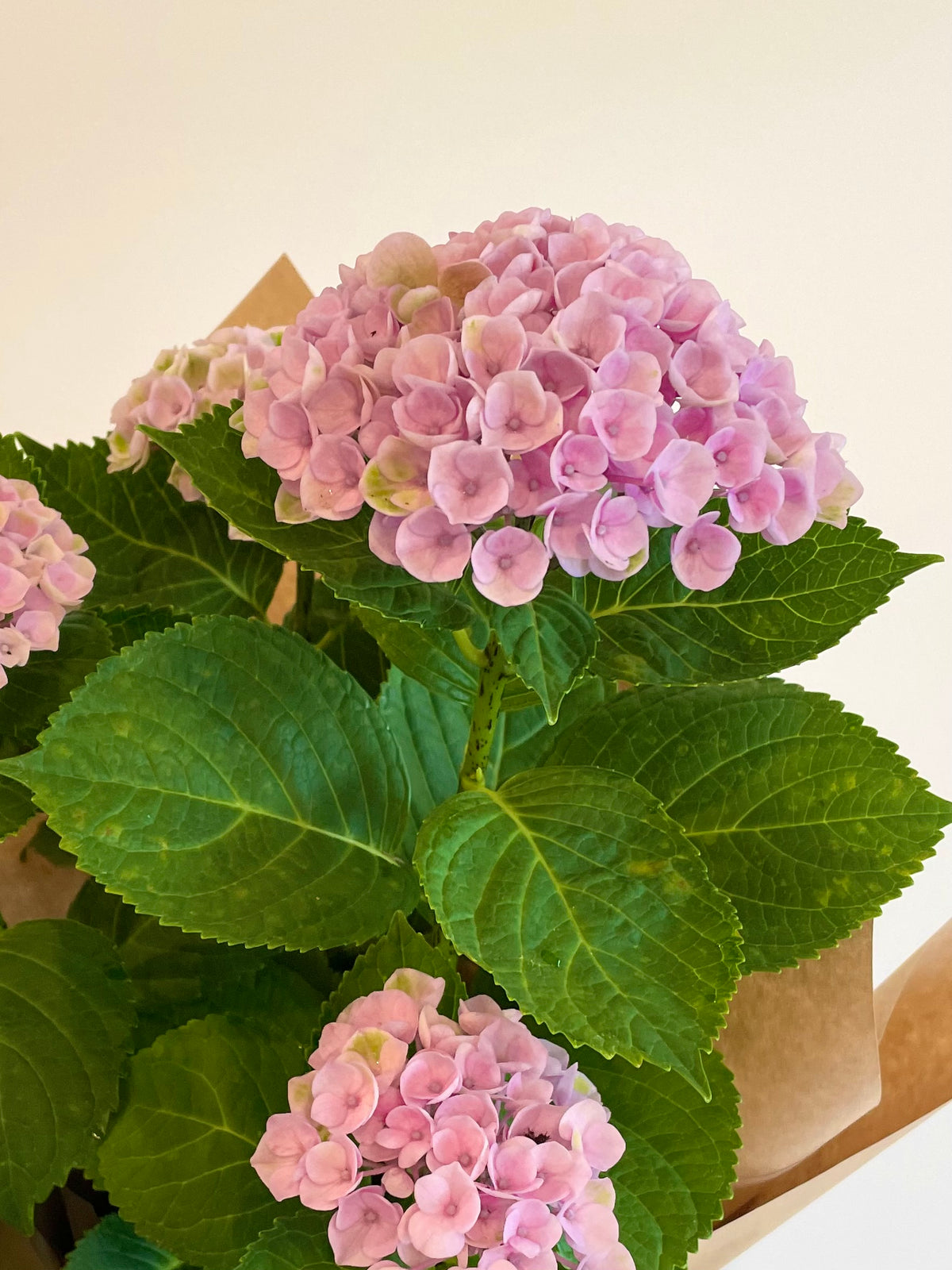 Hydrangea Plant