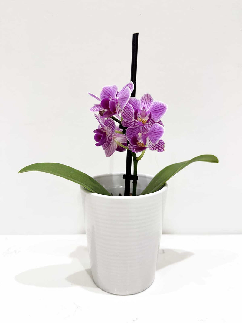 Mini Moth Orchid + Pot