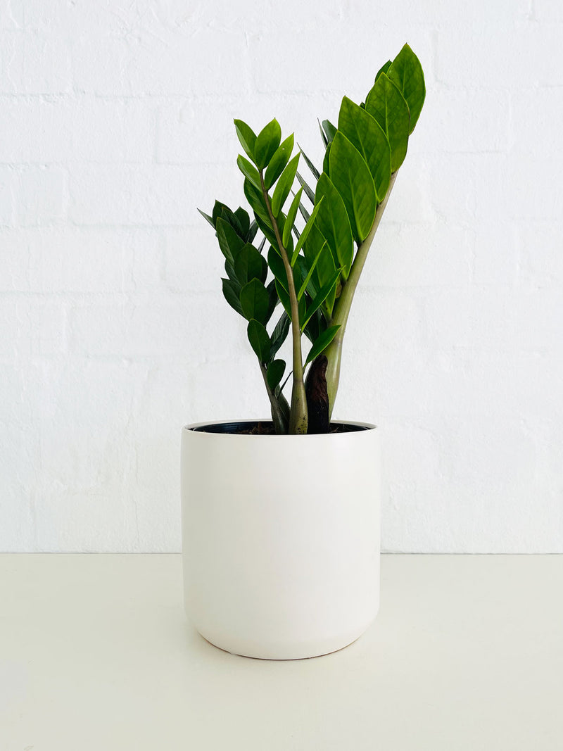 Red Roses Delivery Melbourne Everlasting Roses Melbourne Amazing