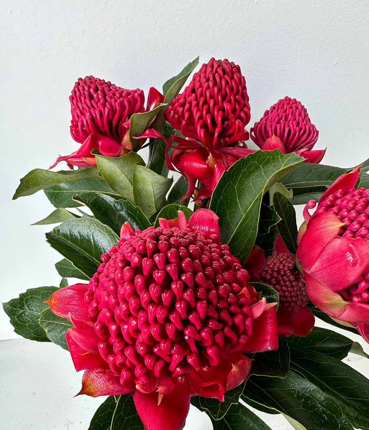 WARATAH BUNCH