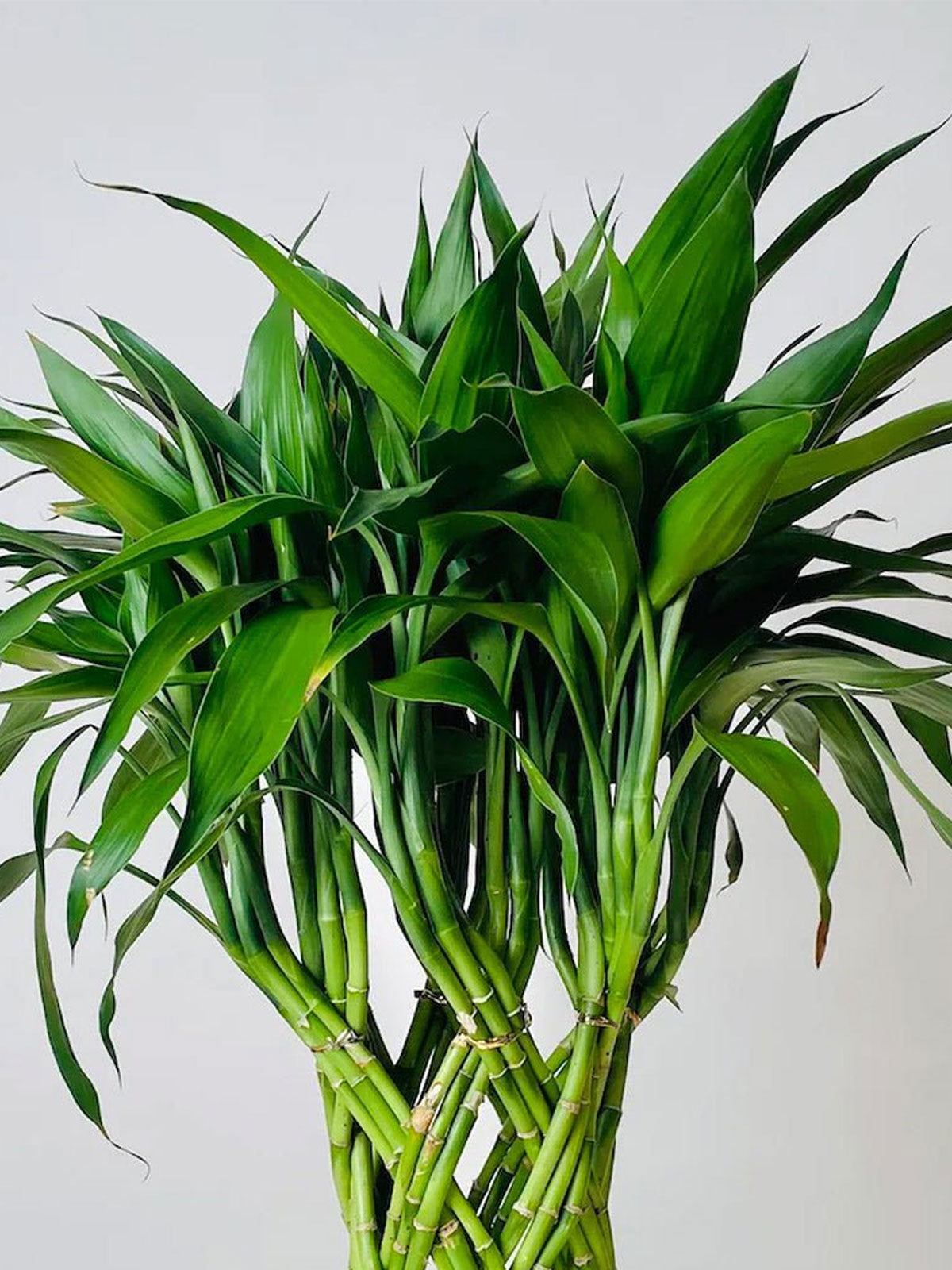 buy lucky bamboo Buy Lucky Bamboo Online
