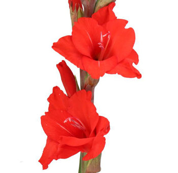 Gladiolus