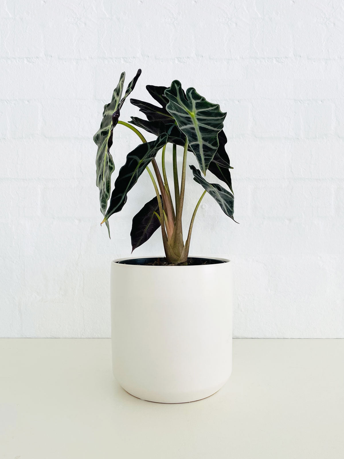 Alocasia Amazonica 120mm & Pot - Amazing Graze Flowers