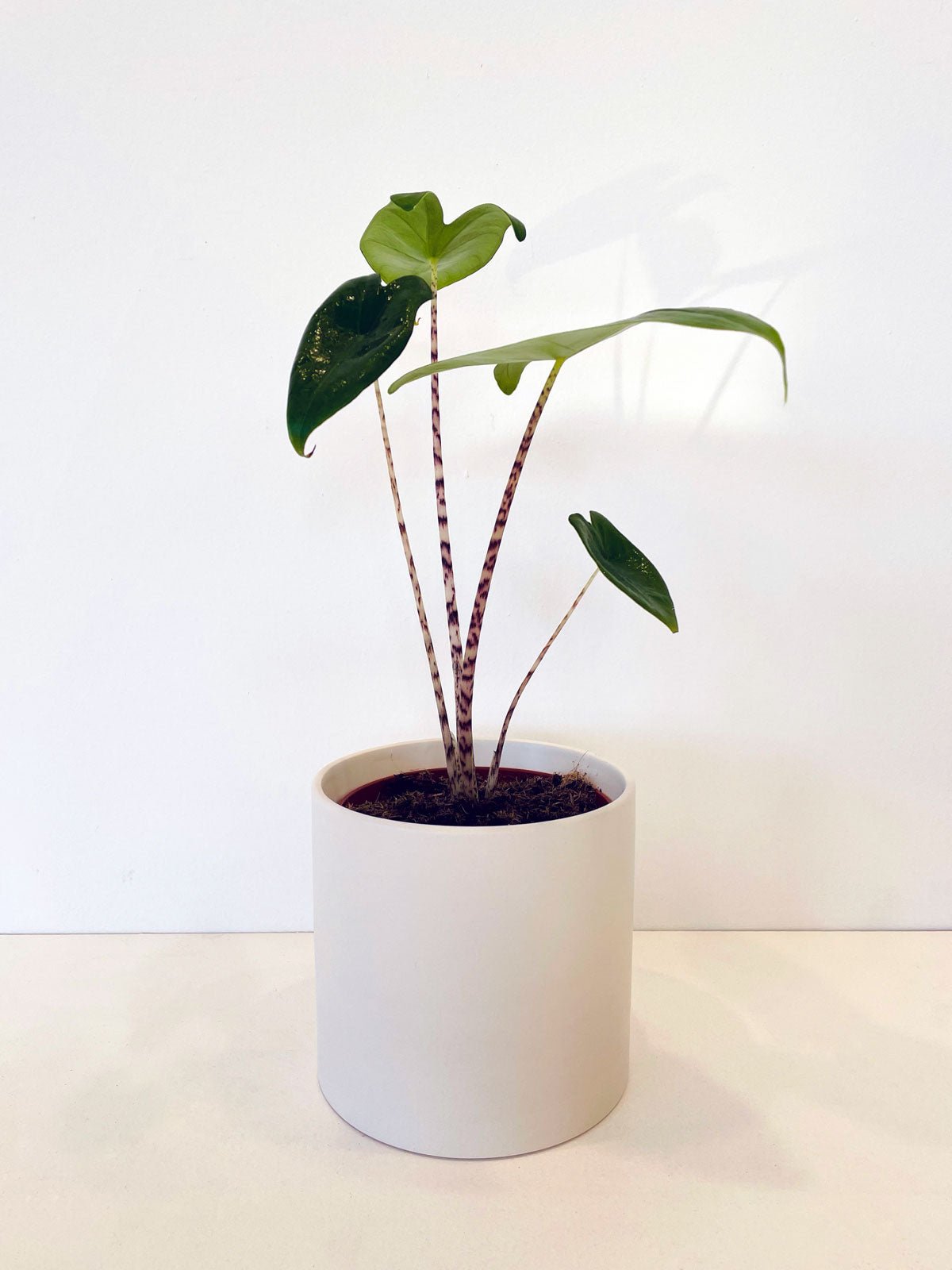 Alocasia Zebrina 120mm & Pot - Amazing Graze Flowers