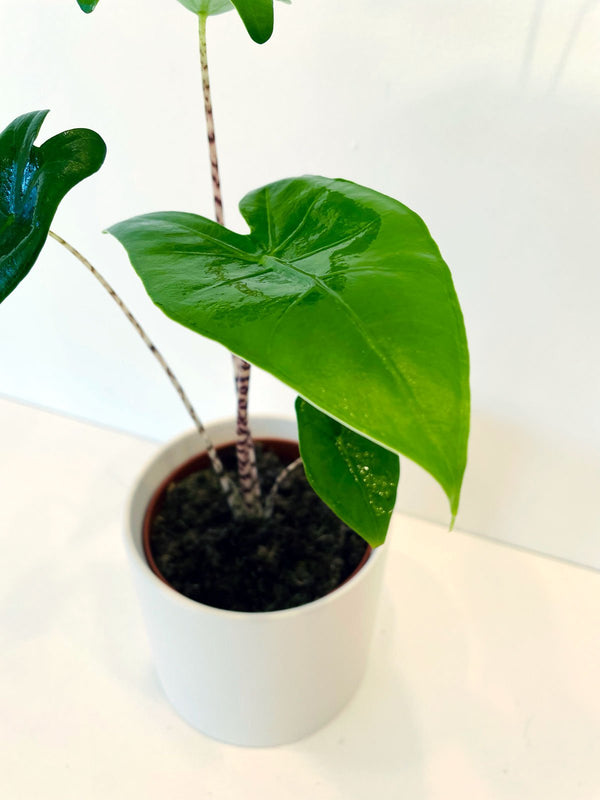 Alocasia Zebrina 120mm & Pot