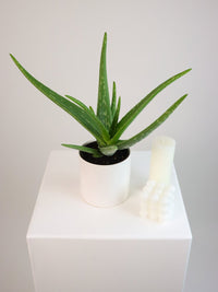 Aloe Vera Plant 130mm & POT - Amazing Graze Flowers