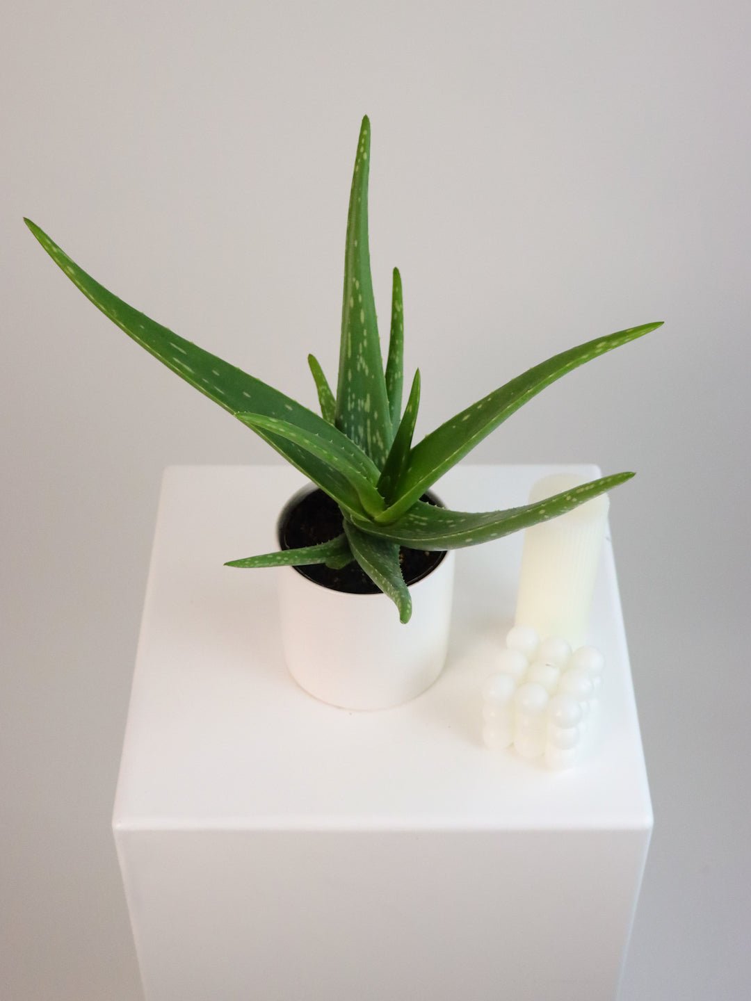 best aloe vera plant for healing Buy Aloe Vera Plant Online