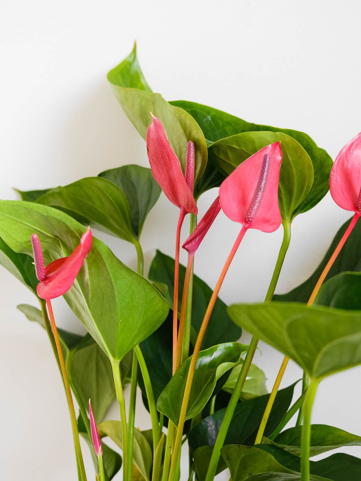 Anthurium Andreanum - Amazing Graze Flowers