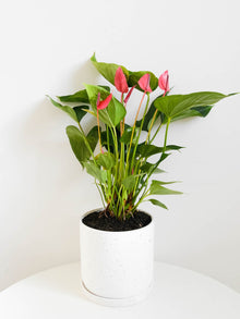 with Pot