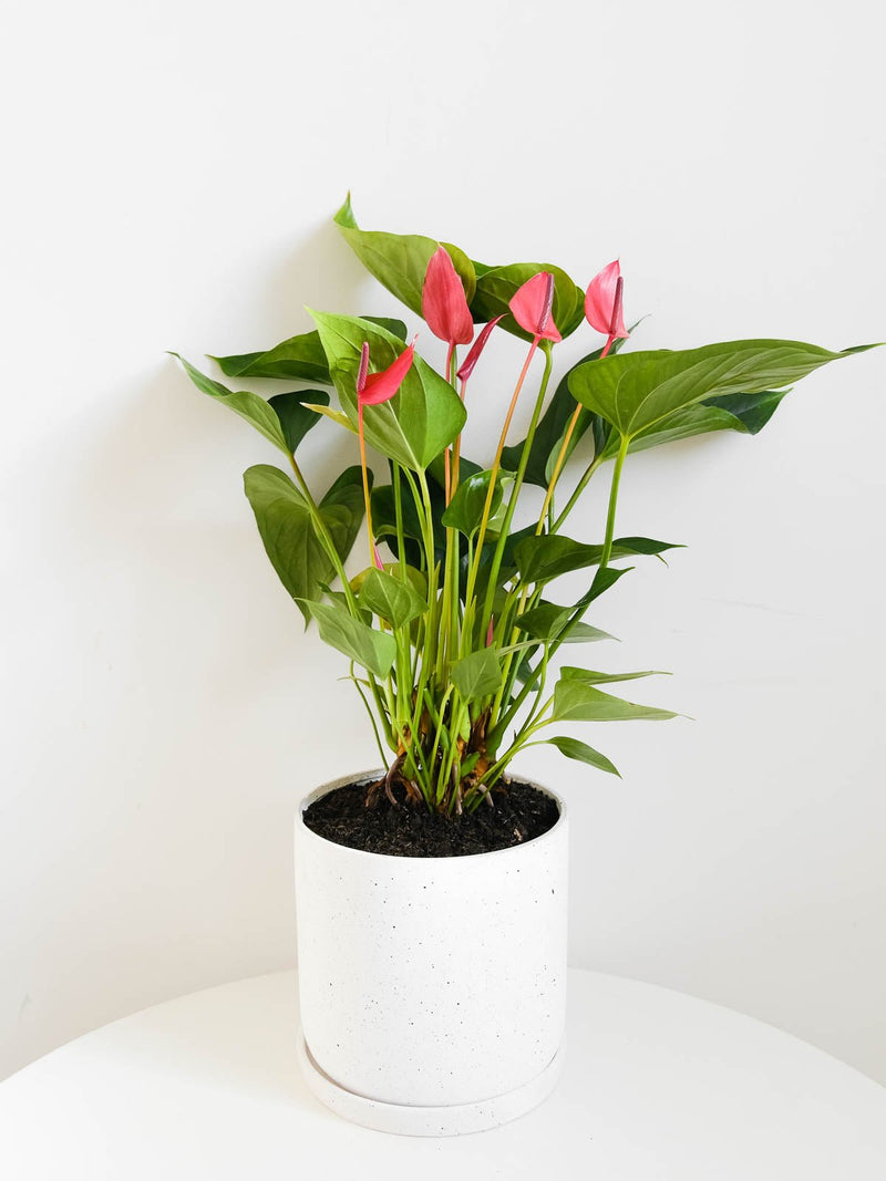 Flower Delivery Melbourne