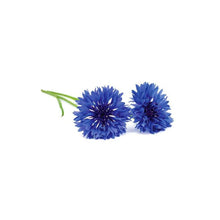 Blue Cornflower