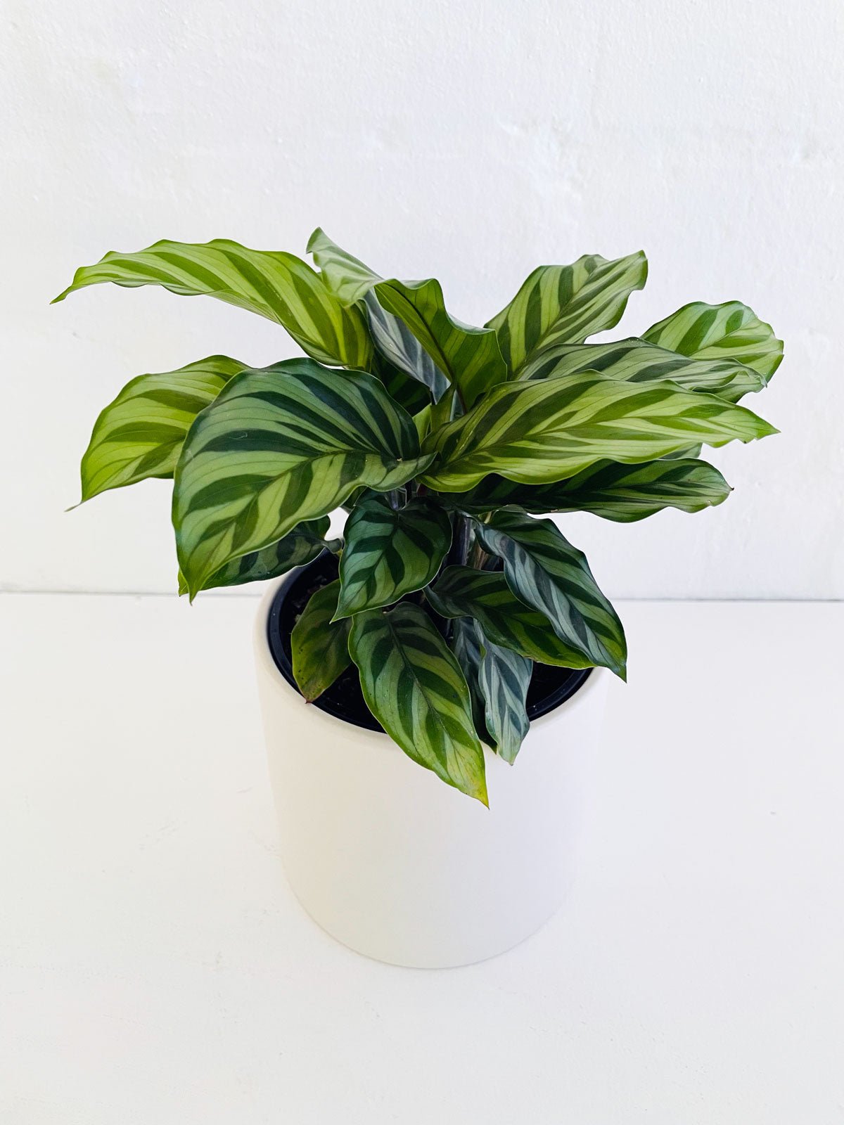 Calathea Zebrina 120mm & Pot - Amazing Graze Flowers