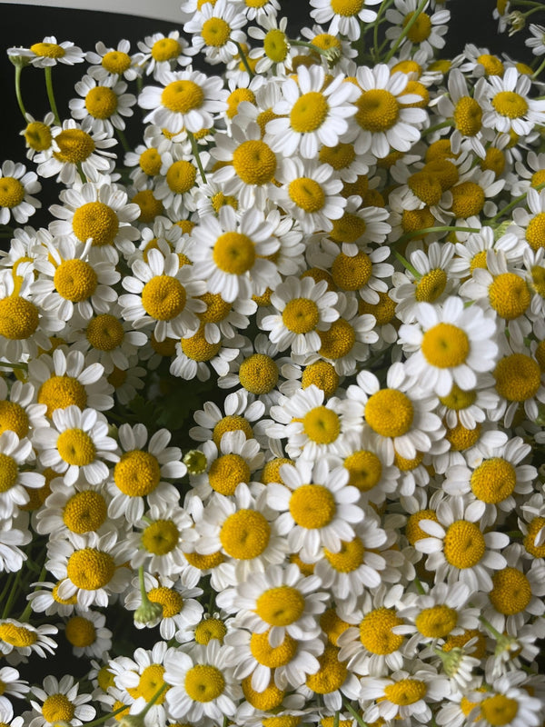 Chamomile Flower Bouquet