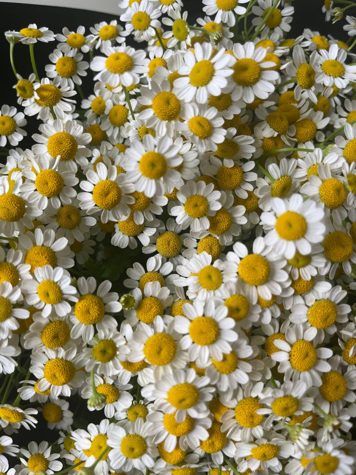 Chamomile Flower Bouquet - Amazing Graze Flowers