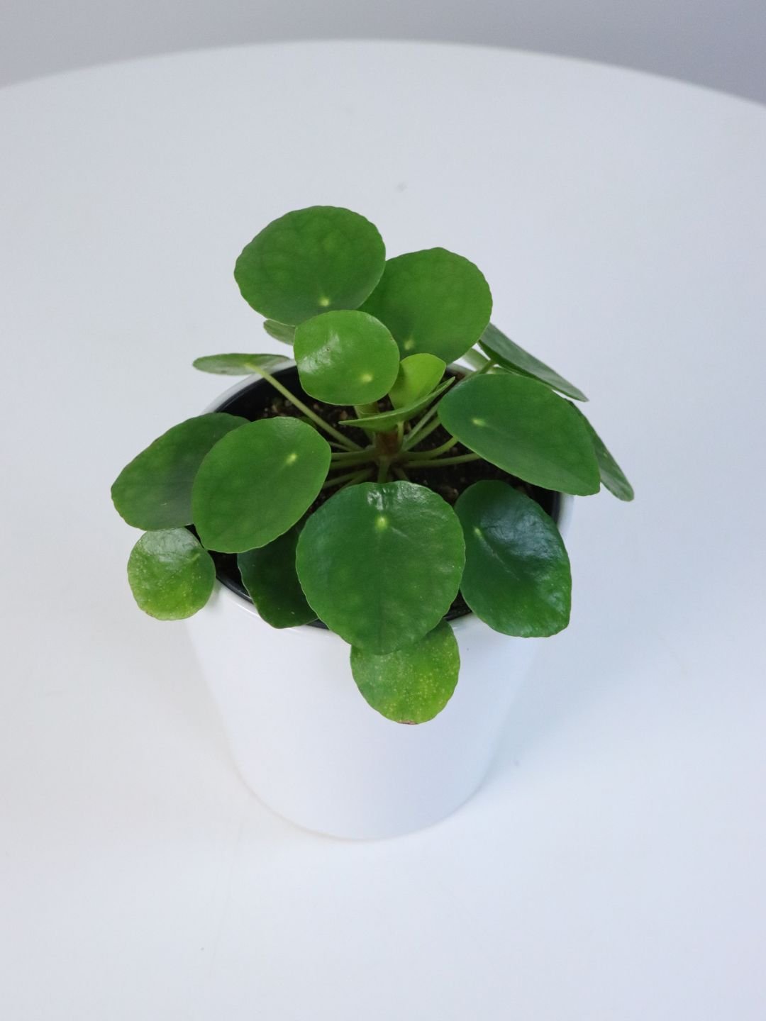 chinese money plant delivery Buy Chinese Money Plant 120mm & Pot Online