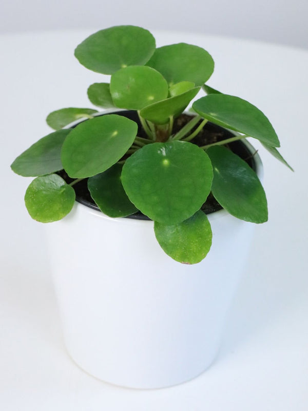 Plants Delivery