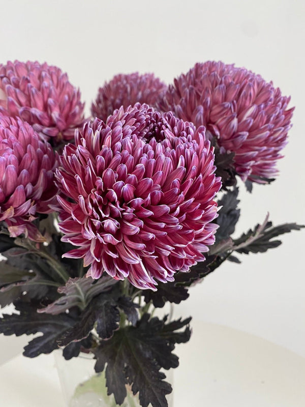 Chrysanthemum Bunch