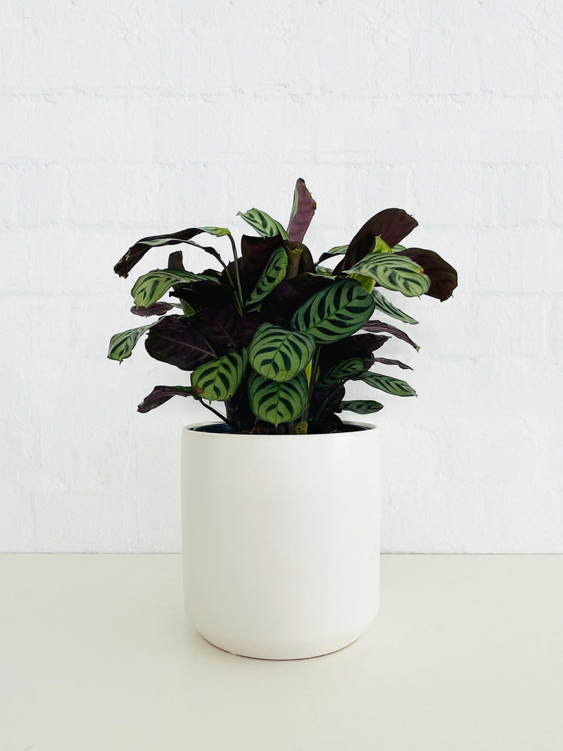 Plant Delivery