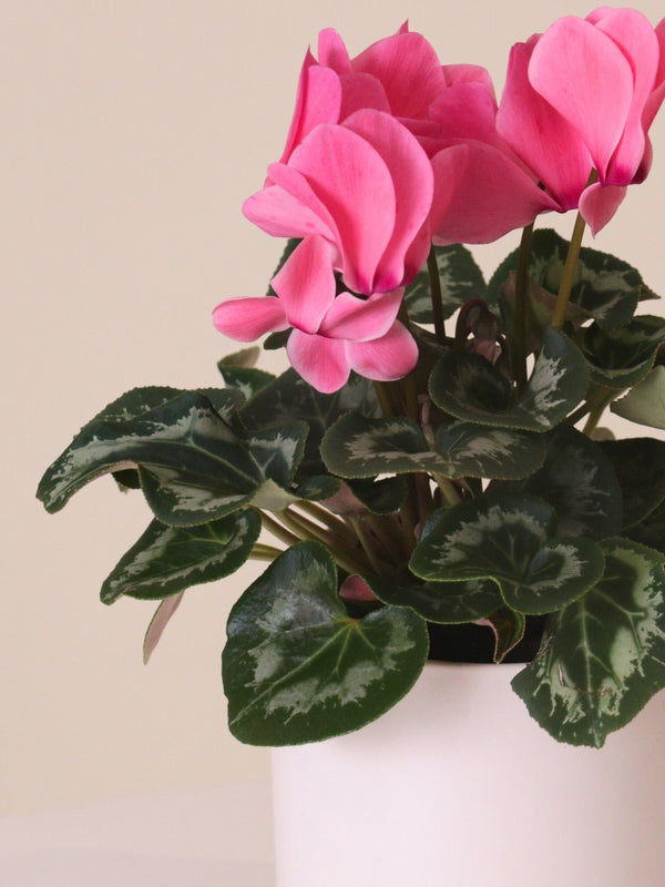 Cyclamen Plant