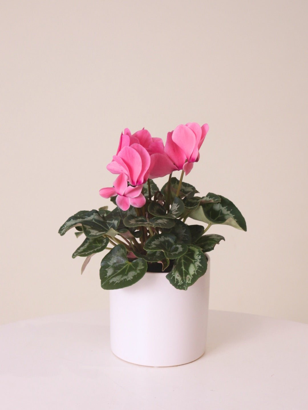 Cyclamen Plant - Amazing Graze Flowers