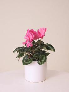 With Pot