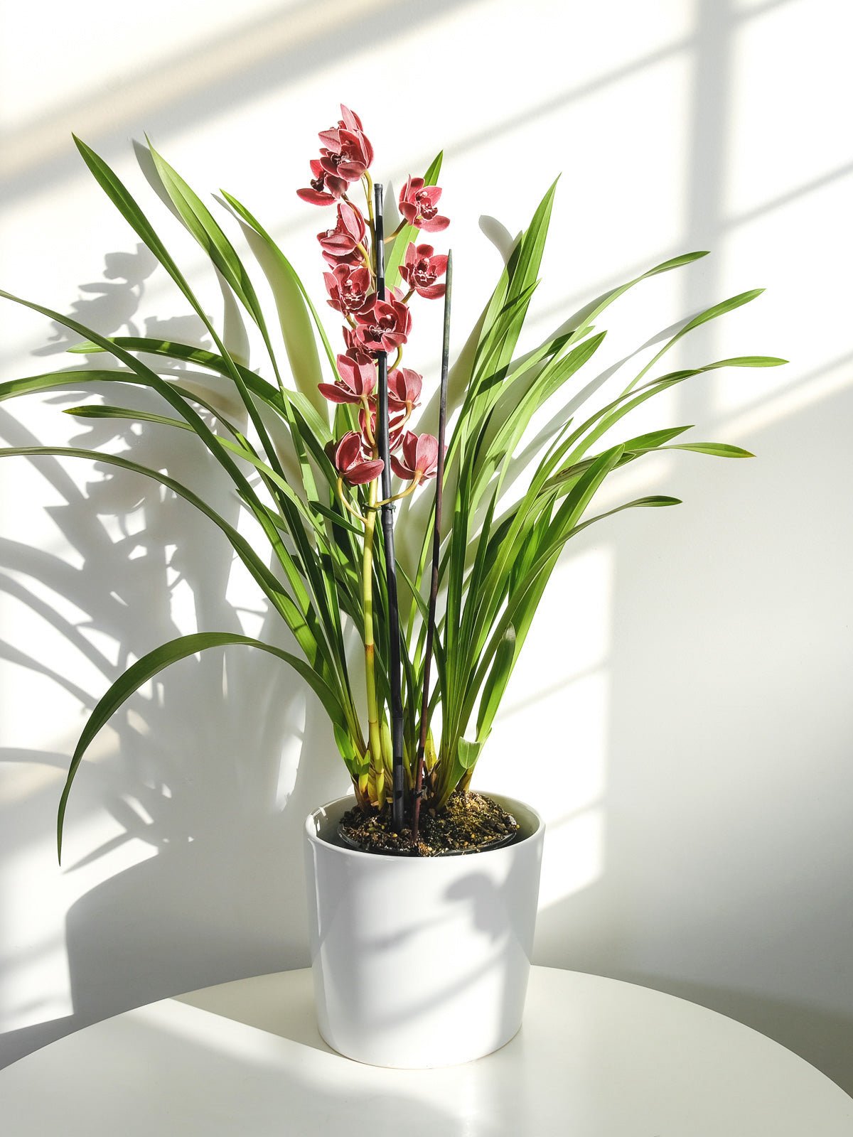 Cymbidium Orchid 200mm & Pot - Amazing Graze Flowers