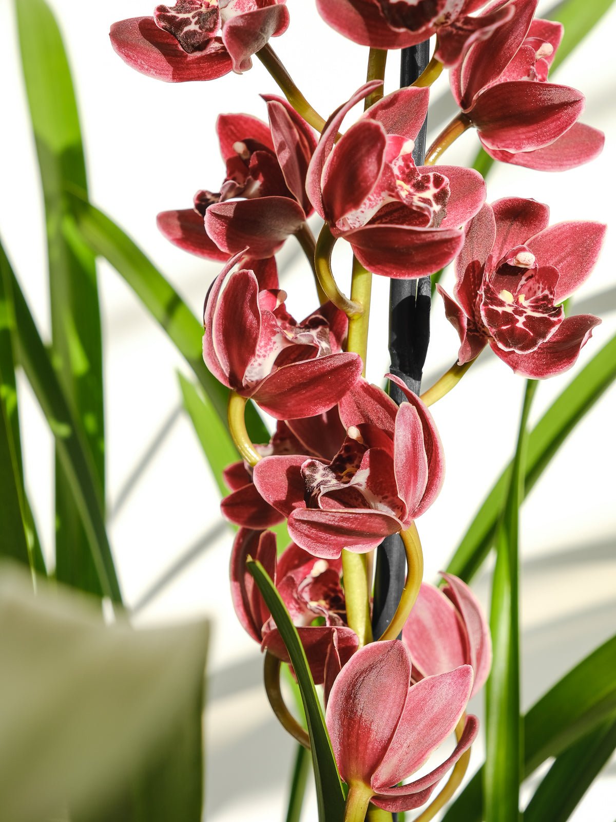 Cymbidium Orchid 200mm & Pot - Amazing Graze Flowers