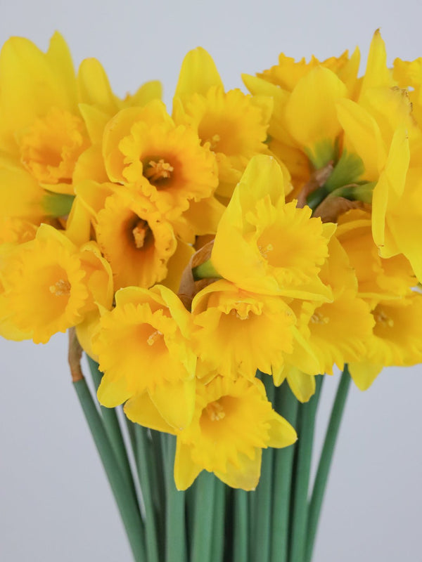 Daffodils Bunch