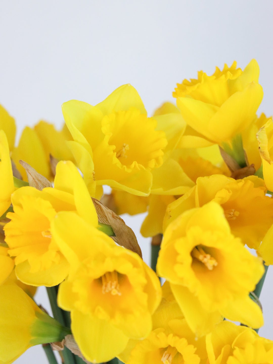 Daffodils Bunch - Amazing Graze Flowers