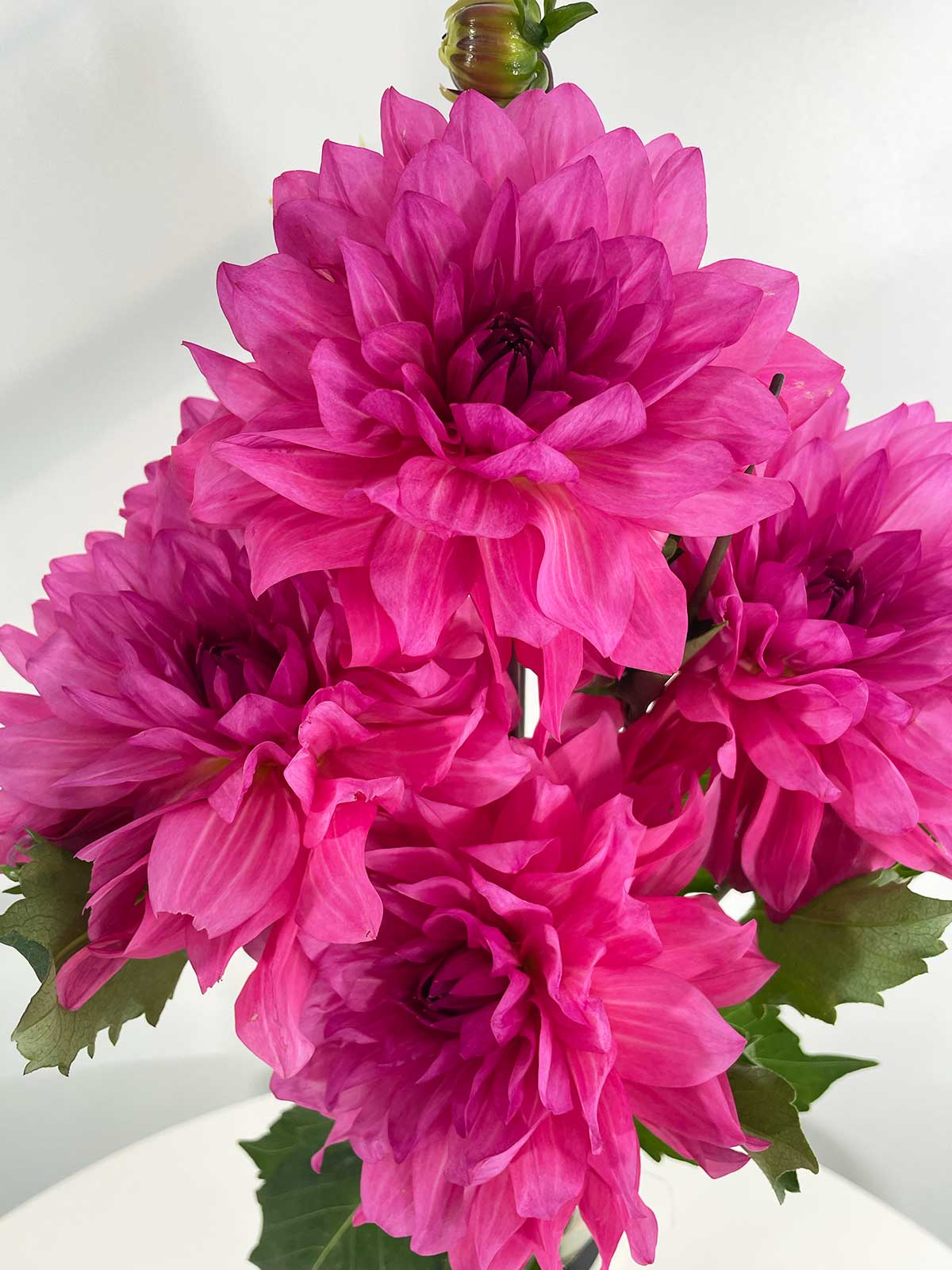 Dahlia Bunch - Amazing Graze Flowers
